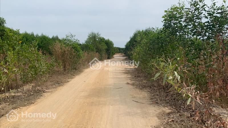 Bán đất 270m mặt tiền kênh mương Tân Bình - La Gi - Bình Thuận giá 12.5 tỷ - Ảnh 1