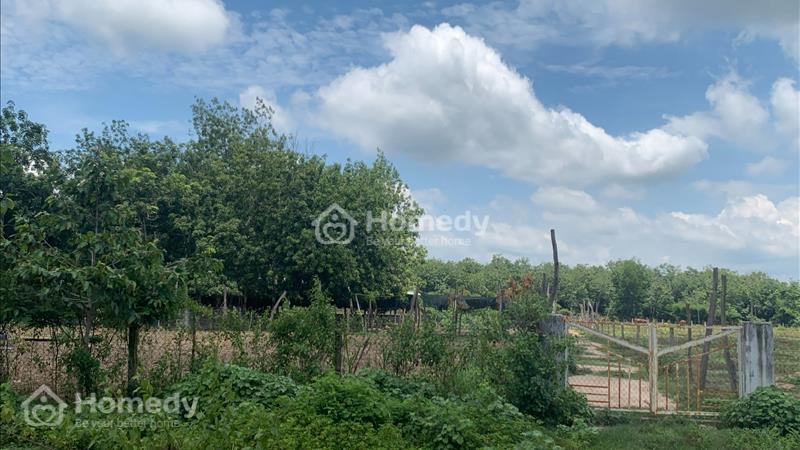 Tôi có lô đất cần bán 1015m2, giá 500tr xã Thuận Phú - Ảnh 3