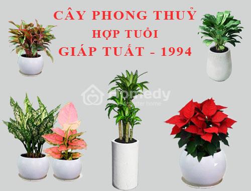 1994-hop-cay-gi-2