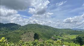 Bán 2 ha đất cafe - thu 15tấn /năm thế đất triền đồi có suối , cách đường 724 300m - chỉ 7tỷ - Ảnh 4