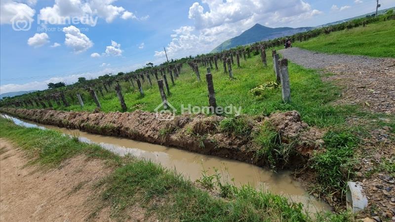 Bán đất sào Thị trấn Ma Lâm, Huyện Hàm Thuận Bắc, Bình Thuận   - Ảnh 4