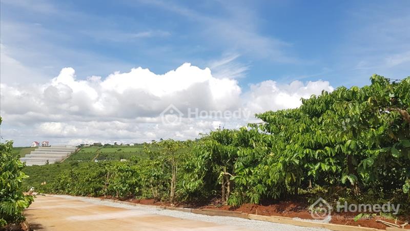 559m2 đất Mê Linh sẵn 200m2 thổ cư . Đất đẹp và giá rẻ nhất khu vực - Ảnh 5