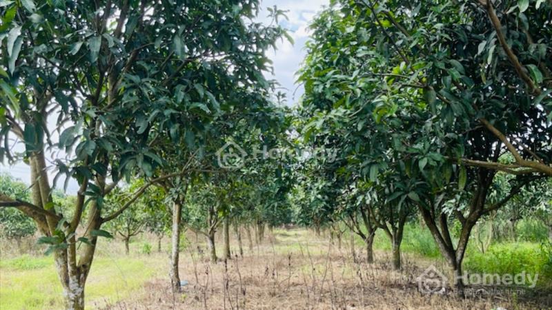 Bán 1,2 mẫu đất Suối Cao, Huyện Xuân Lộc, Đồng Nai - Ảnh 7