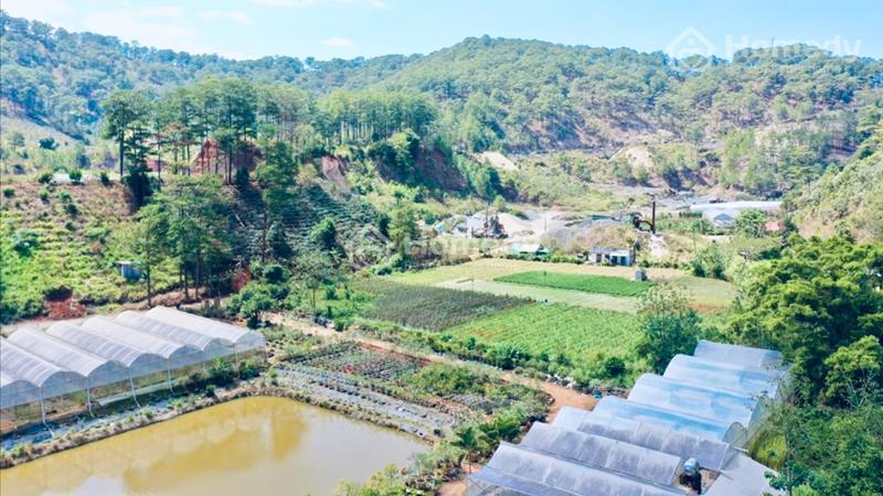 Bán 2.3ha ( 400m2 XD ) ngay chân đèo Prenn - Đà Lạt - Ảnh 4