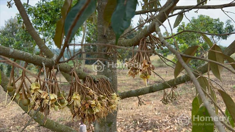 Đất thổ cư có vườn sầu riêng, mít, bơ thu hoạch, ngay trung tâm Tp Bảo Lộc, cách QL20 chỉ 3km - Ảnh 3