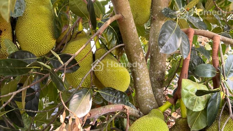 Đất thổ cư có vườn sầu riêng, mít, bơ thu hoạch, ngay trung tâm Tp Bảo Lộc, cách QL20 chỉ 3km - Ảnh 1