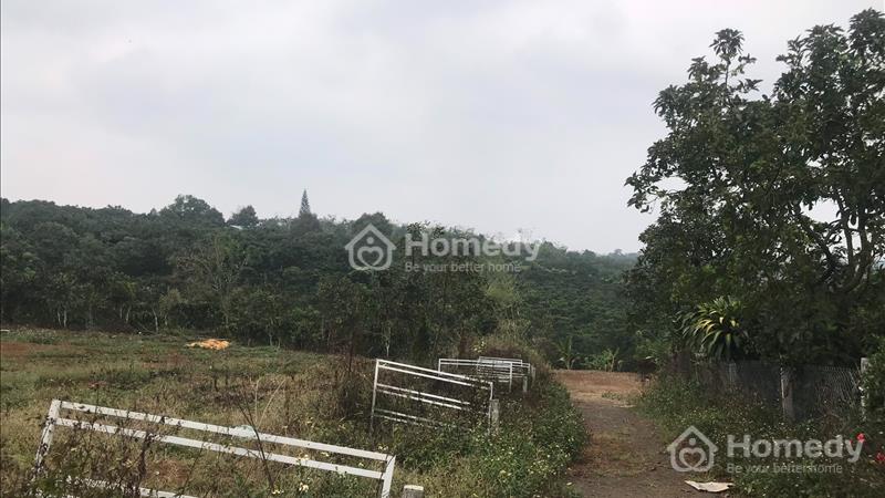 Lô đất cực đẹp Wiew đồi đất cực kỳ bằng phẳng , 458m2 , 850tr . Lộc Đức , Bảo Lâm, Bảo Lộc - Ảnh 5
