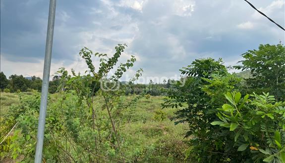 Bán 1000m2 đất Phú An - Huyện Tân Phú đường bê tông giá rẻ - Ảnh 1