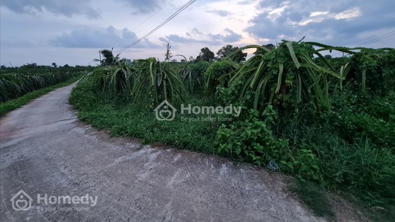 cần bán đất sào hàm liêm - Ảnh 3