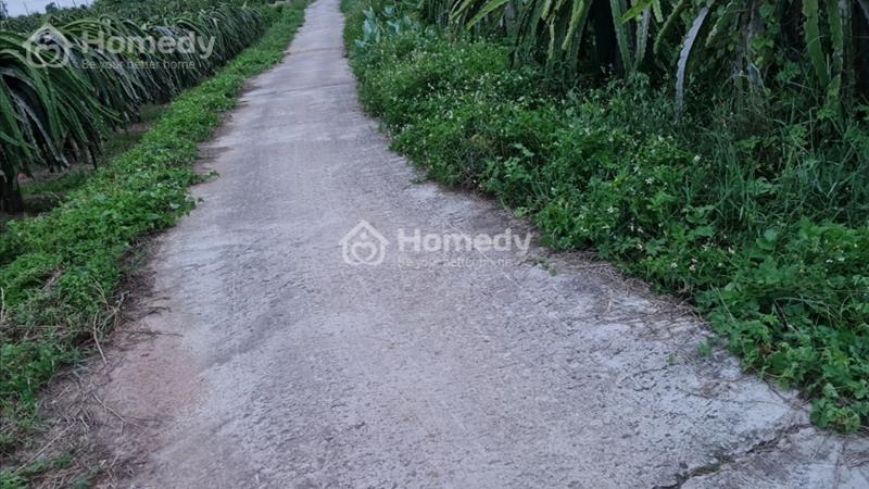cần bán đất sào hàm liêm - Ảnh 4