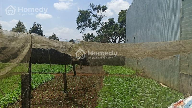 Ngộp ngân hàng thanh lí gấp Bán 500m2 đất hẻm 128 Tản Đà - Lộc Phát, Bảo Lộc - View Sun Valley - Ảnh 2