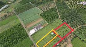 Ngộp ngân hàng bán lỗ đất hẻm 02 Tản Đà - Phường Lộc Phát, TP Bảo Lộc - Ảnh 6