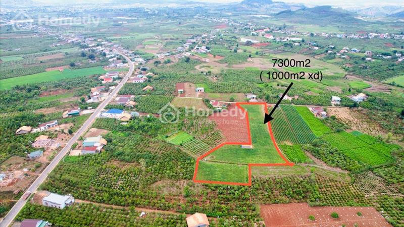 Bán lô đất 7300m2 ( 1000m2 xd ) huyện Đức Trọng giá rẻ - Ảnh 3