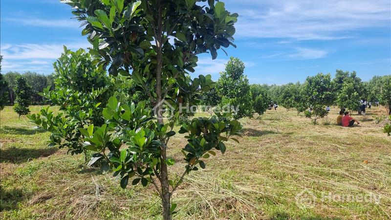 Ngộp thở cần cứu nhanh lô đất thổ cư TP Đồng Xoài giá 375tr - Ảnh 2