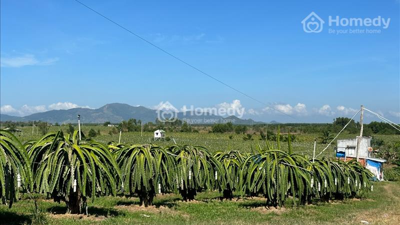Bán 5749m2 đất Tân Hải, Thị xã LaGi giá gốc + vườn thanh long - Ảnh 2