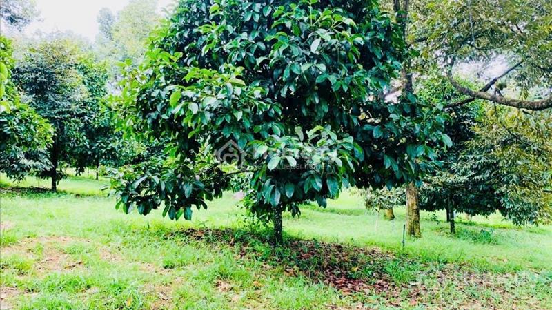 Cần bán gấp cuối năm nhà vườn 2 mặt tiền ở Lâm Đồng - Ảnh 3
