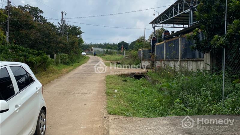 Cần bán gấp mảnh vườn sầu riêng 10 năm tuổi cách sân bay 10km  - Ảnh 2