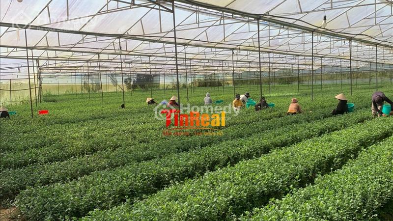 Bán đất Huyện Đơn Dương - Lâm Đồng giá 1.00 Tỷ - Ảnh 3