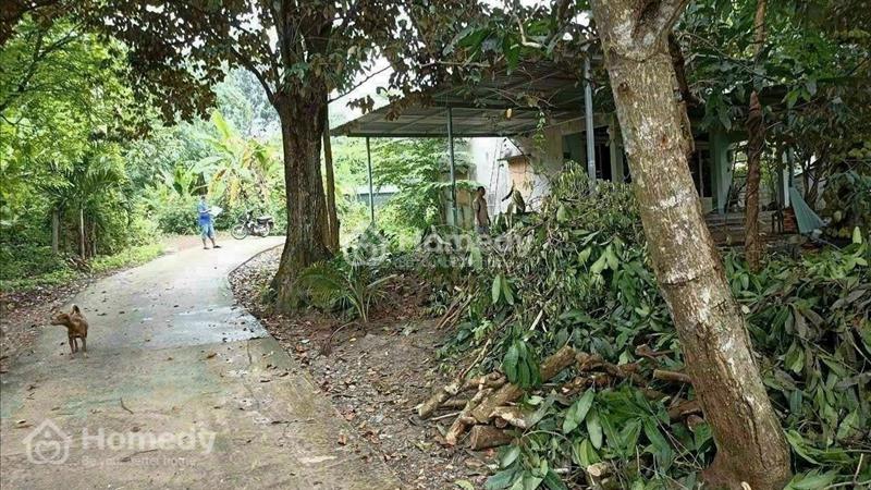 BÁN ĐẤT VƯỜN CÓ SẲN NHÀ CẤP 4, VƯỜN CÂY ĂN TRÁI XÃ NHUẬN ĐỨC - Ảnh 7