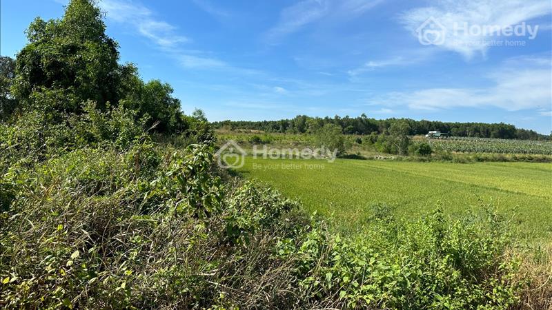 Bán 5 sào đất Tân Tiến, thị xã LaGi giá đầu tư 200tr/ sào, đường xe hơi - Ảnh 4