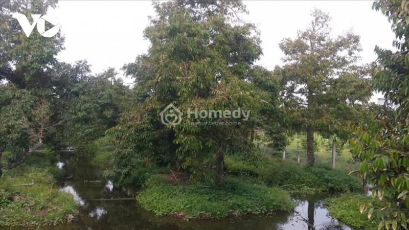 Chính chủ cần tiền bán gấp 6,8 công đất sầu riêng đang ăn trái, chỉ 950Tr/Công. Vào là ăn ngay. - Ảnh 2