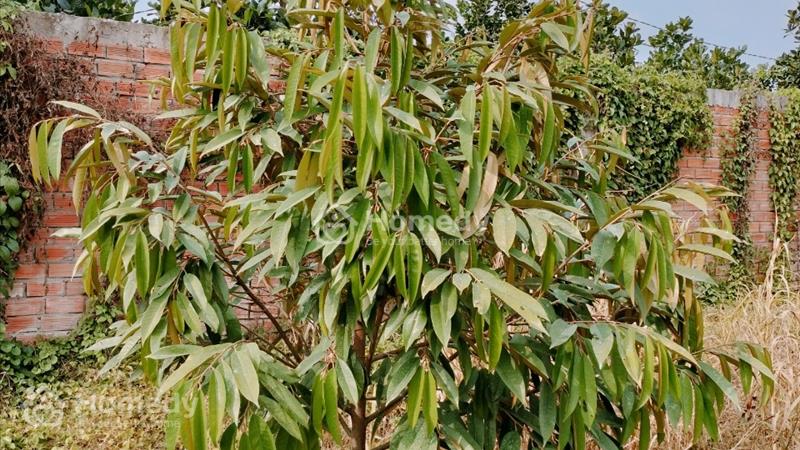 ....................Bán 2046m Thới An Quận Ô Môn................................................... - Ảnh 3