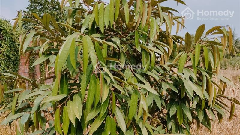 ....................Bán 2046m Thới An Quận Ô Môn................................................... - Ảnh 4