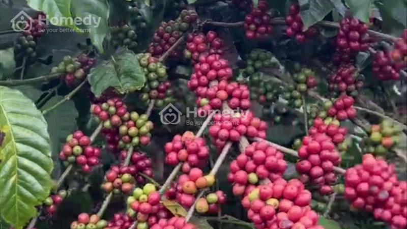 168triệu/732m2 đất view điện gió - sổ sẵn- huyện Krông Năng - Đắk Lắk - Ảnh 1