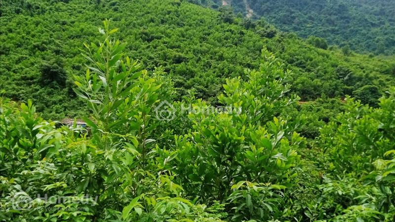 Bán 9.5HA đất rẫy tại xã Hòa Bắc, Đà Nẵng, 4.9 tỷ TL - Ảnh 1