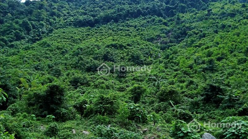 Bán 9.5HA đất rẫy tại xã Hòa Bắc, Đà Nẵng, 4.9 tỷ TL - Ảnh 2