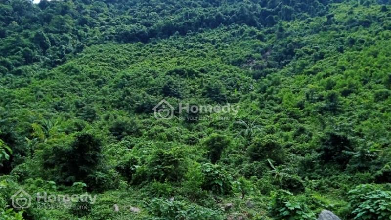 Bán 9.5HA đất rẫy tại xã Hòa Bắc, Đà Nẵng, 4.9 tỷ TL - Ảnh 4