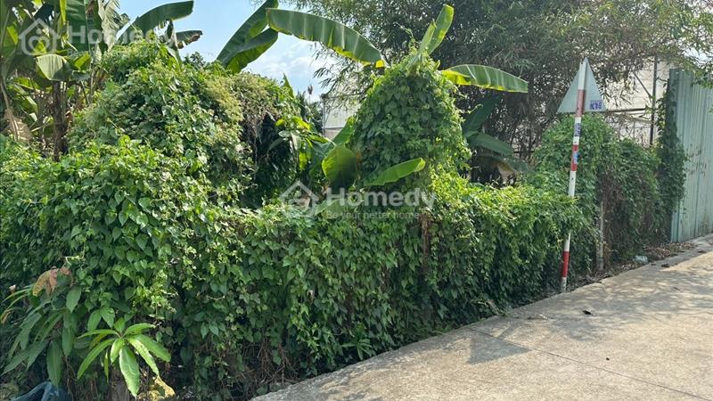Chủ giảm mạnh bán nhanh 1000.5m2 đất Bình Nhâm, TP. Thuận An. Giá 8 tỷ - Ảnh 1