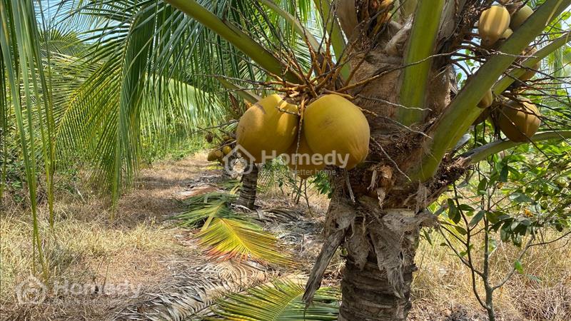 Bán Đất vườn có sẵn Dừa Và Mai ngay ngã 3 tuyên Nhơn_Thạnh Hóa_LA, 18x67m, Giá: 350tr - Ảnh 1
