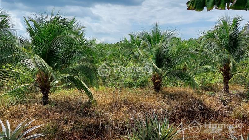 Bán Đất vườn có sẵn Dừa Và Mai ngay ngã 3 tuyên Nhơn_Thạnh Hóa_LA, 18x67m, Giá: 350tr - Ảnh 6