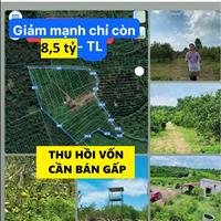 Tôi chủ đất - Thu hồi vốn- Bán lỗ 15 nền tại Xã Ngọc Định, Định Quán, *8,5 tỷ/15 sổ con 1000m2*