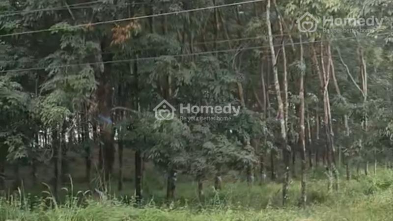Bán nhanh gân 16000m2 ( 1,6ha )Đồng Phú mặt tiền nhựa 32m giá 5,5 tỷ. - Ảnh 4