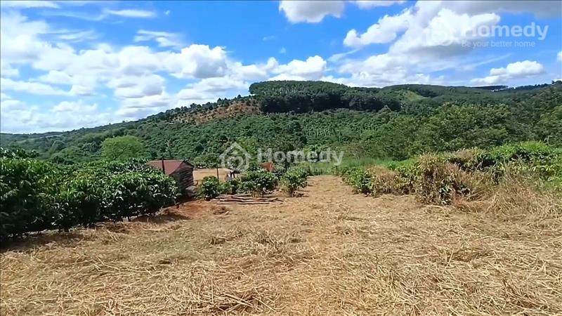 Bán đất view thác đá trung tâm Huyện ĐăkRLấp, 1.2ha ôm thác giá 1.550 tỷ - Ảnh 6