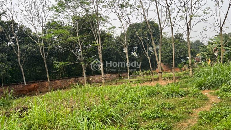 Lô góc siêu đẹp. Phân lô được.gần với khu CNC.tường bao danh giới rõ ràng đường thông 0967125960 - Ảnh 2