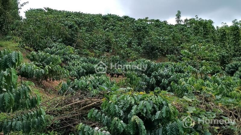 Bán vườn cafe tốt đường Trương Định thôn 1 - Lộc Ngãi - Bảo Lâm sẵn thổ cư. - Ảnh 2