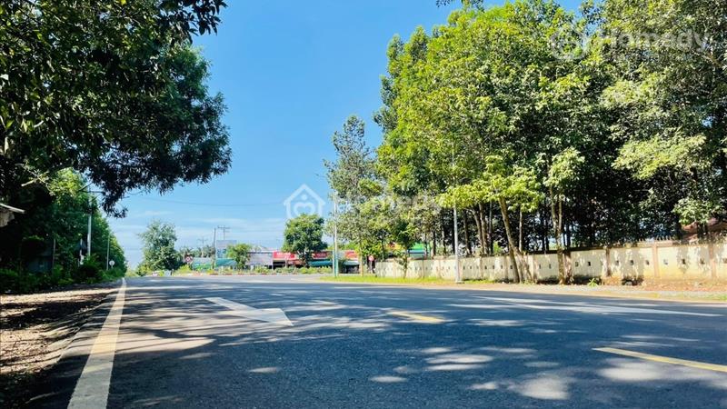 kẹt tiền sang gaaps4 sổ (20x40=800m2)195tr thổcư sổ riêng đấtngay ql13,xát kcn,chơn thành,bình long - Ảnh 2