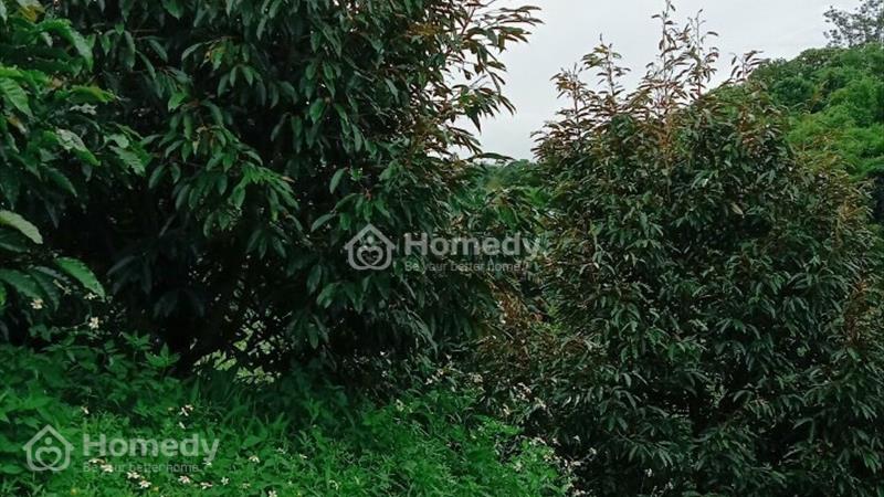 Cần bán nhanh lô đất 4,8 sào ở thôn 10 Lộc Thành - Bảo Lâm. Giá 2 tỷ - Ảnh 5