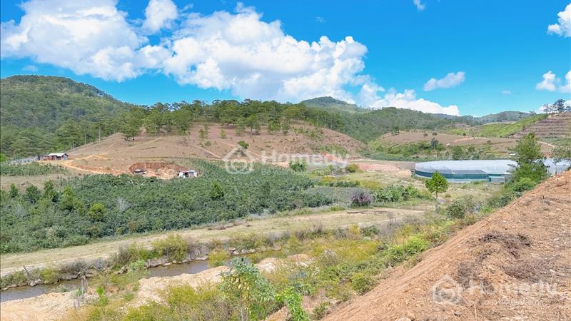 Chính chủ cần bán đất vườn tại Lạc Dương- Đà Lạt giá 2.7 tỷ 4.9sào - Ảnh 5