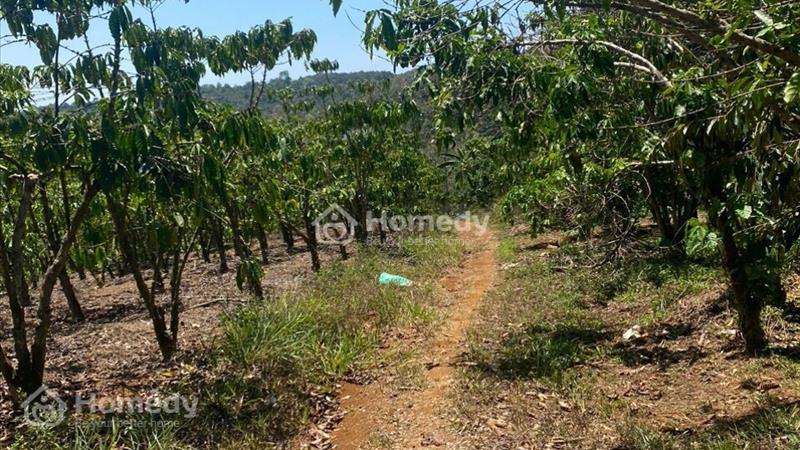 Cần bán 1,5 sào vườn hẻm Hoài Thanh - phường Lộc Sơn - Tp Bảo Lộc gấp 2,3 tỷ - Ảnh 2