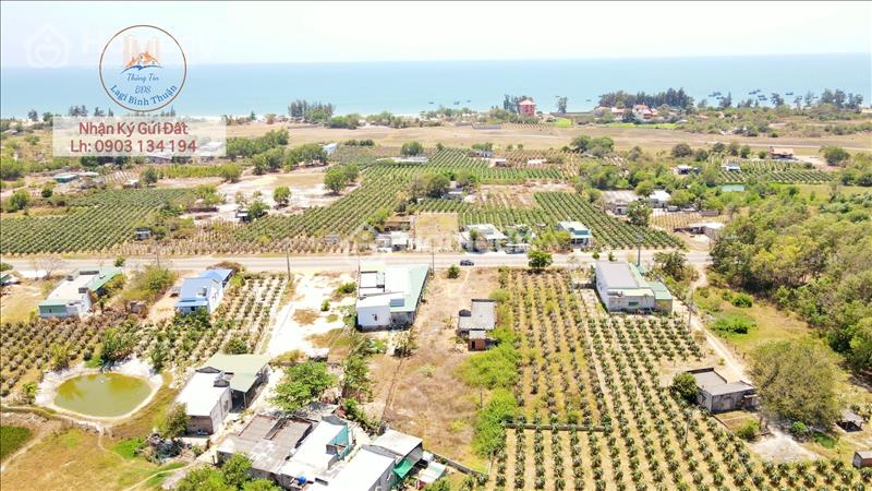 Bán nhanh lô 20m MT ĐT 719 Tân Thành Hàm Thuận Nam, dân cư hiện hữu, đầu tư du lịch - Ảnh 4
