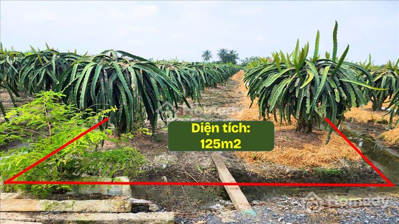 05 lô thổ cư liền kề giáp ranh trung tâm huyện chỉ 2,7tr/m2 - Ảnh 3