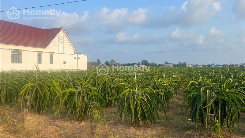 Bán 8 sào đất Đường Đinh Công Tráng, Thị xã LaGi giá đầu tư 2tr/m2, Gần Biển  - Ảnh 7