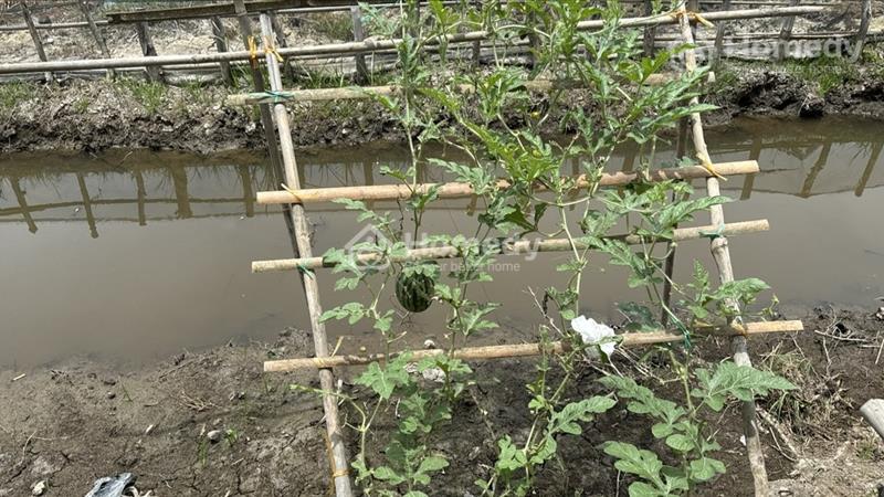Bán đất xã Vĩnh Hòa Hưng Bắc tỉnh Kiên Giang 300m² thổ cư, xe ôtô đến đất. Cách chợ Ba Hồ 250m - Ảnh 2