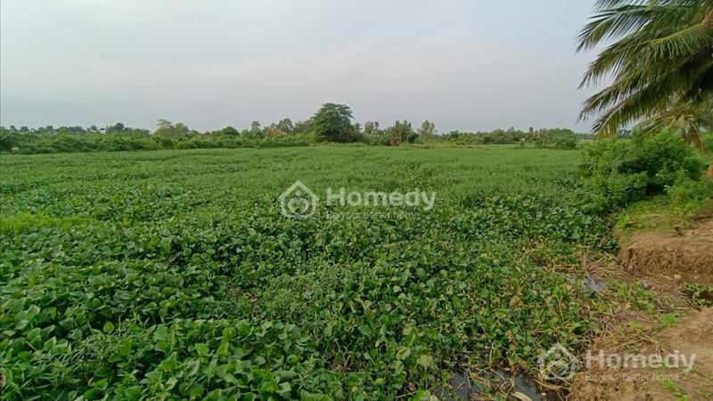 Cần cho thuê 87000m2 đất nuôi trồng thuỷ sản tại Bình Tân Vĩnh Long - Ảnh 3