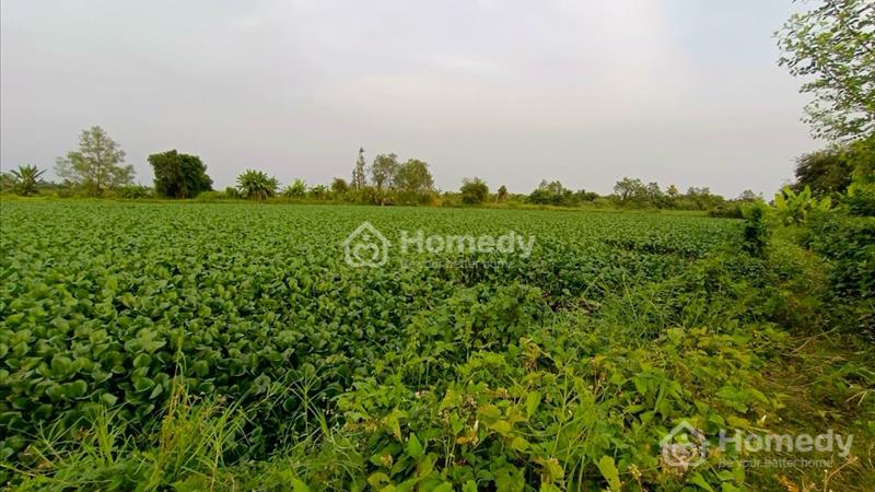 Cần cho thuê 87000m2 đất nuôi trồng thuỷ sản tại Bình Tân Vĩnh Long - Ảnh 5