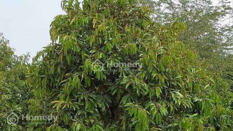 Bán gấp 3,6 sào vườn cây trái thôn 1 Lộc An, Tp Bảo Lộc. Giá 1,7 tỷ cả vườn - Ảnh 2